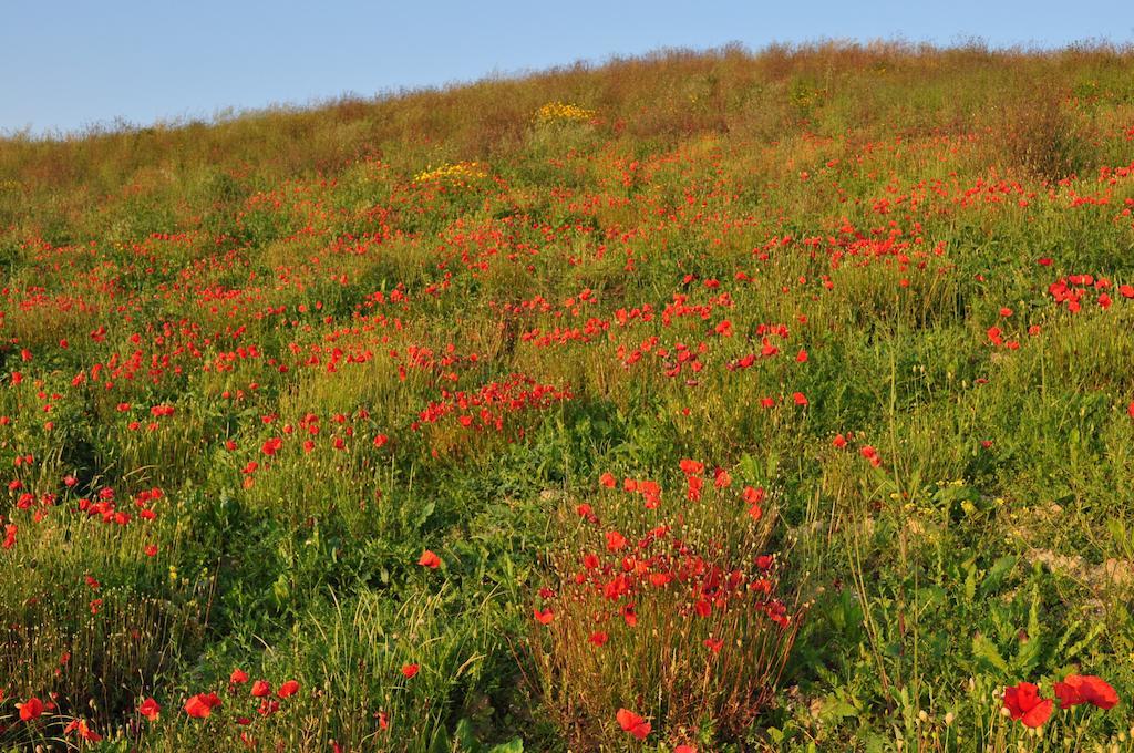 Agriturismo Il Torrione Certaldo Kültér fotó